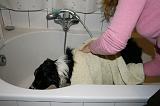 SECHAGE - BORDER COLLIE 004